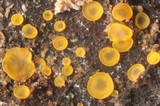 Orbilia delicatula image