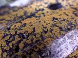 Orbilia delicatula image
