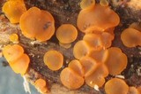 Orbilia delicatula image