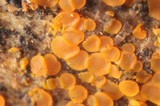 Orbilia delicatula image