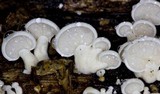 Panellus pusillus image