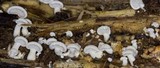 Panellus pusillus image
