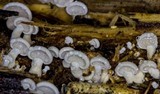 Panellus pusillus image