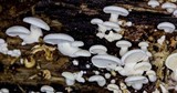 Panellus pusillus image