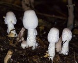 Leucocoprinus cepistipes image