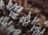 Arcyria cinerea image