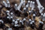 Arcyria cinerea image