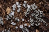 Arcyria cinerea image