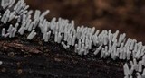 Arcyria cinerea image