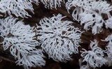 Ceratiomyxa fruticulosa var. fruticulosa image