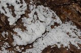 Ceratiomyxa fruticulosa var. fruticulosa image