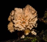 Xylocoremium flabelliforme image