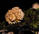 Xylocoremium flabelliforme image