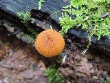 Pholiota granulosa image