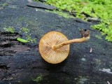 Pholiota granulosa image