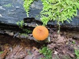 Pholiota granulosa image