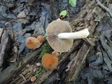 Psathyrella delineata image