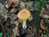 Leccinum insigne image