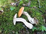 Leccinum insigne image