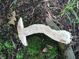 Leccinum insigne image