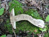 Leccinum insigne image