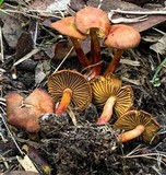 Cortinarius basirubescens image