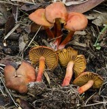 Cortinarius basirubescens image