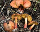 Cortinarius basirubescens image