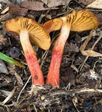 Cortinarius basirubescens image