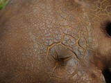 Phlebopus marginatus image