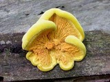 Pseudomerulius curtisii image