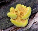 Pseudomerulius curtisii image