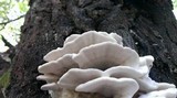 Bjerkandera adusta image