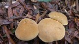 Tylopilus tabacinus image