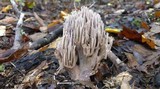 Ramaria fennica image