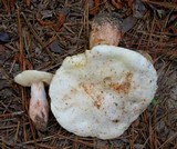 Gyroporus subalbellus image