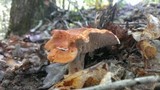 Hydnum umbilicatum image