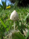 Conocybe apala image