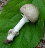 Amanita spreta image