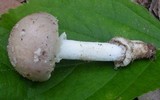 Amanita spreta image