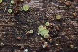 Unguicularia carestiana image