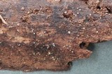 Unguicularia carestiana image