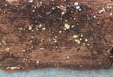 Unguicularia carestiana image