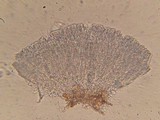 Unguicularia carestiana image