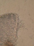 Unguicularia carestiana image