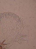 Unguicularia carestiana image