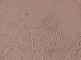 Unguicularia carestiana image