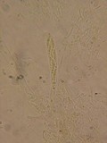 Unguicularia carestiana image