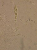 Unguicularia carestiana image