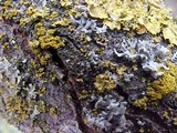 Candelaria pacifica image